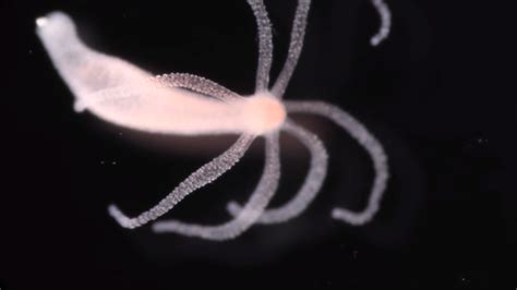 Water Hydras .